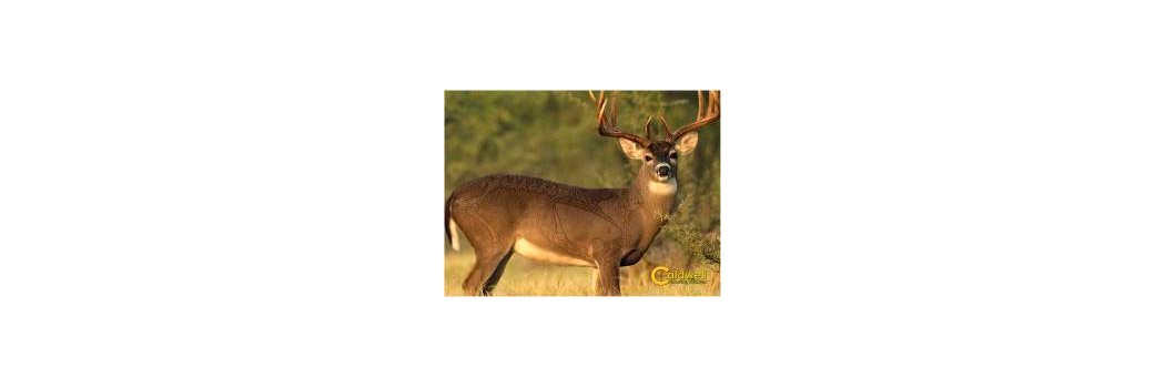Animal Shooting Targets